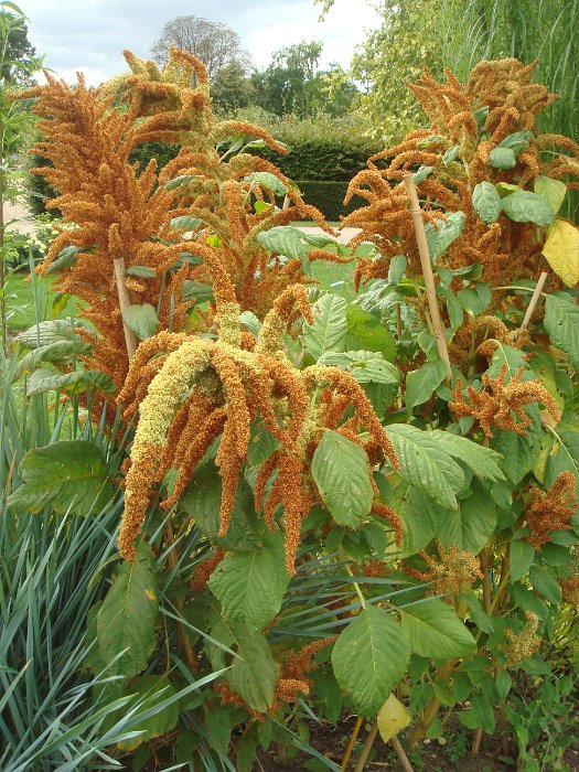 Amaranthus x 'Autumn Touch